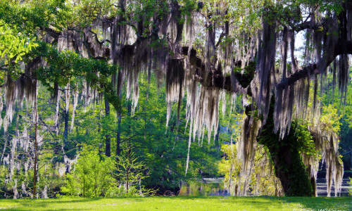 Photo of Oakdale, LA