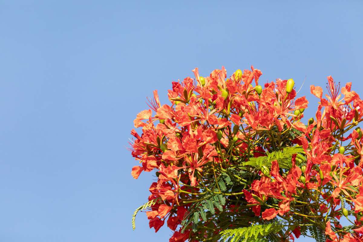 Living In Poinciana, FL Poinciana Livability